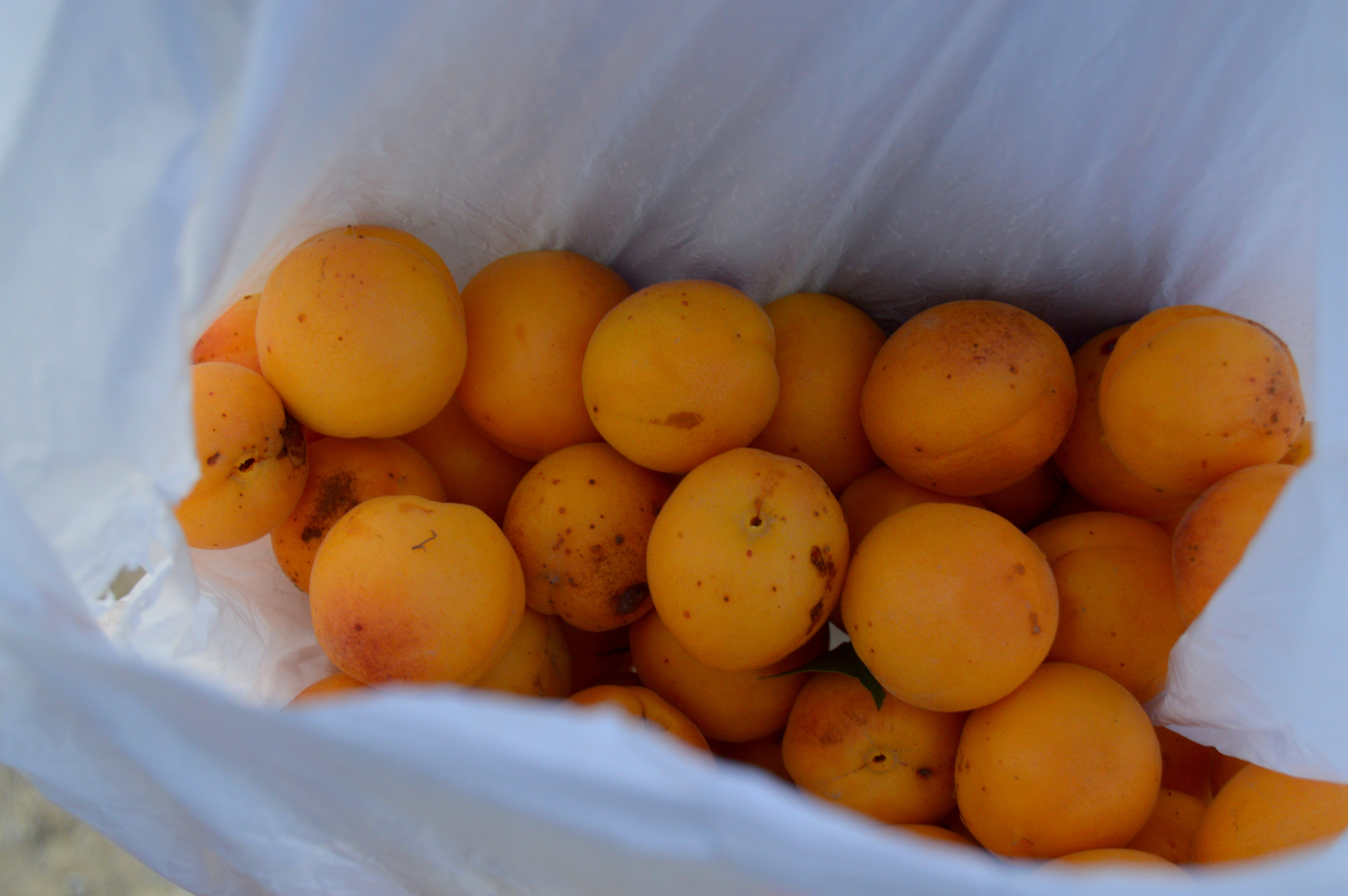 Ripe apricots harvested from the orchards