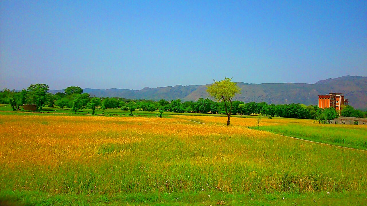 Wheat fields ready for harvest in Naryab
